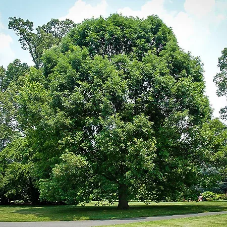 Oak Trees