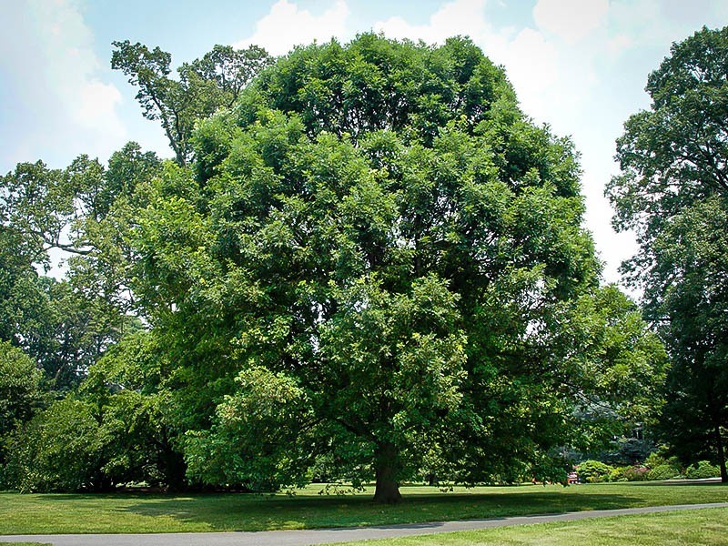 White Oak For Sale Online | The Tree Center