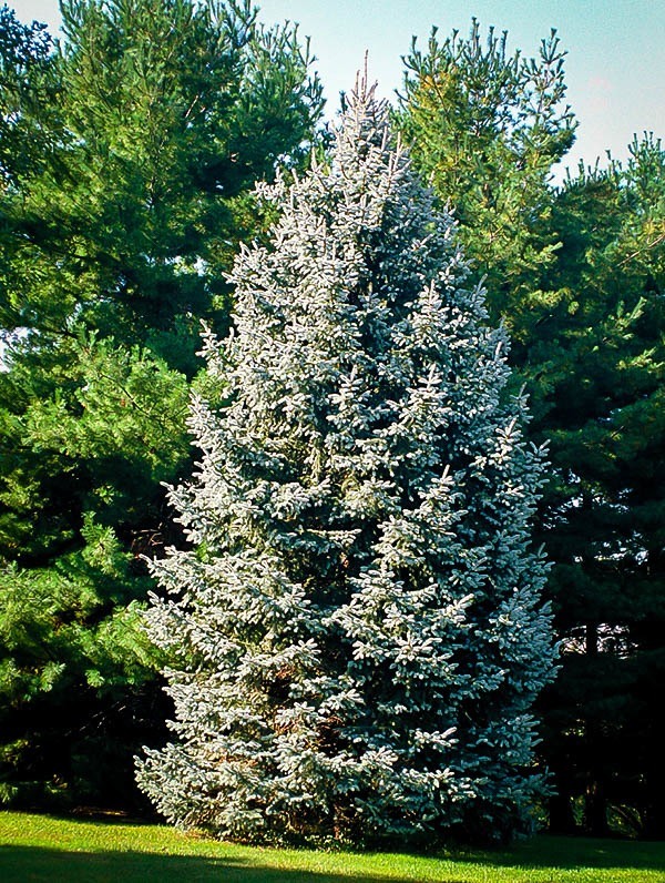 White Spruce