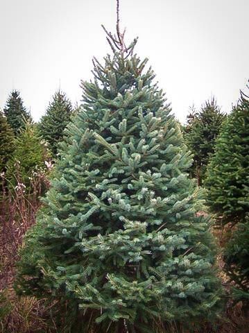 White Spruce For Sale | The Tree Center