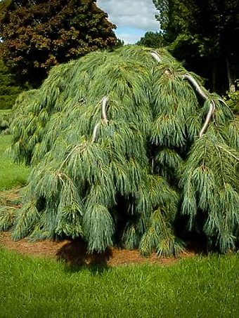 White Weeping Pine