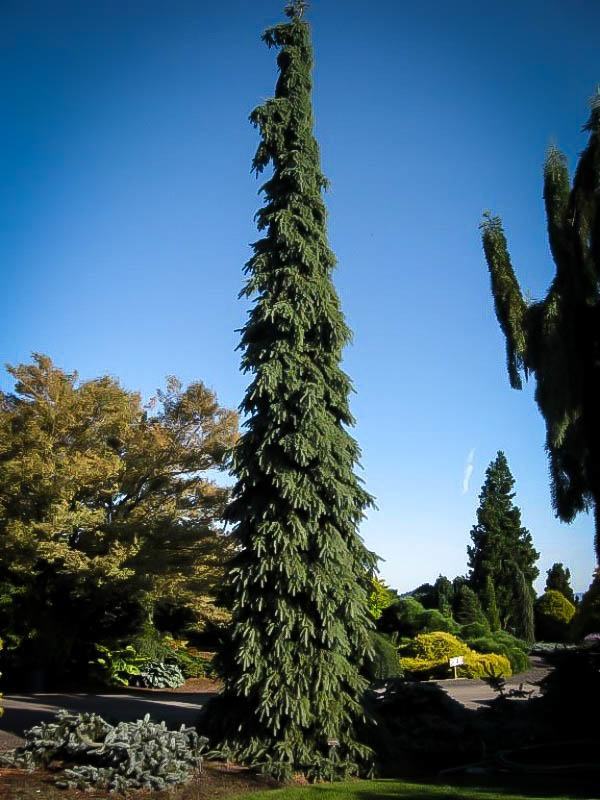 White Weeping Spruce Tree