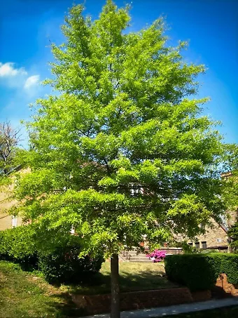 Willow Oak Tree