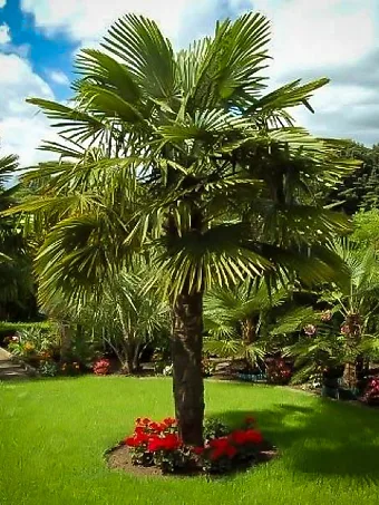 Windmill Palm Tree