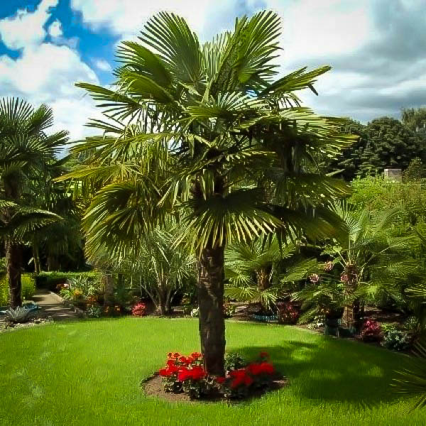 Palm Trees Buy Palm Trees Online The Tree Center