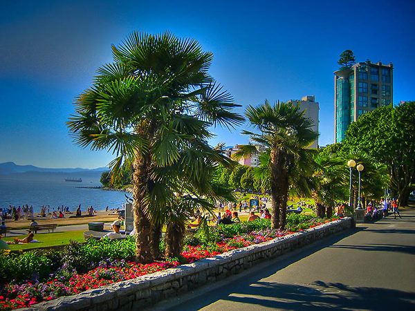 Row Of Windmill Palm Trees