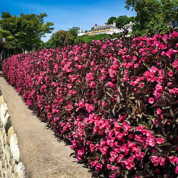 Wine & Roses Weigela