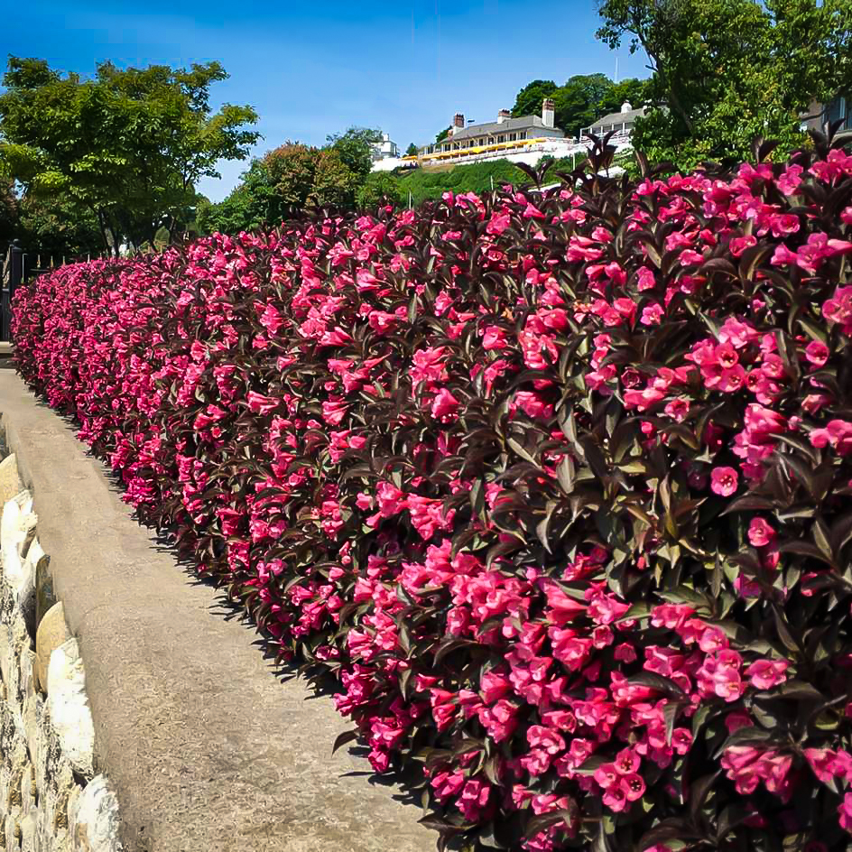 Wine & Roses Weigela