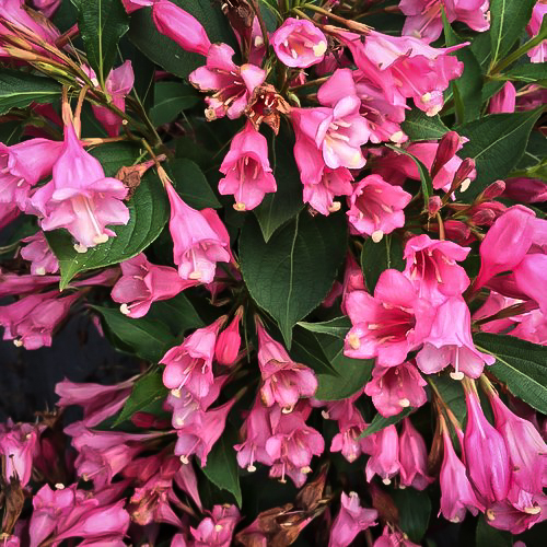 Wine & Roses Weigela