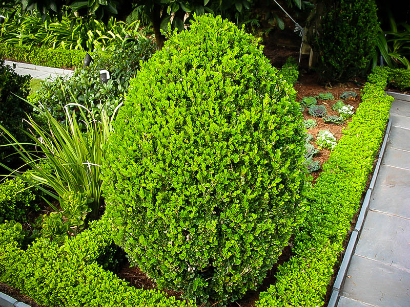 Wintergreen Boxwood For Sale The Tree Center