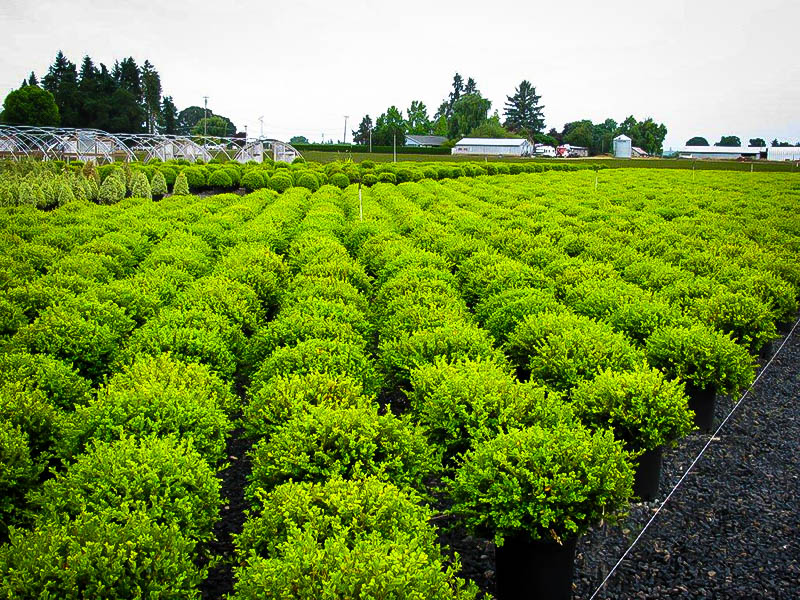 Wintergreen Boxwood For Sale The Tree Center