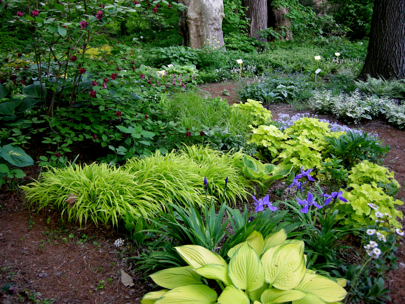 A Woodland Garden Of Flowering Shrubs The Tree Center