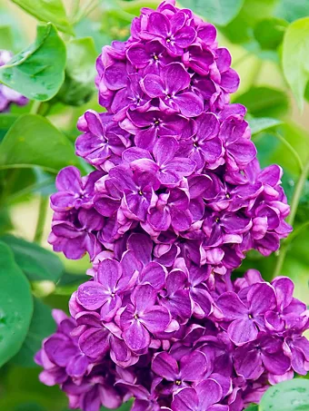 Yankee Doodle Lilac