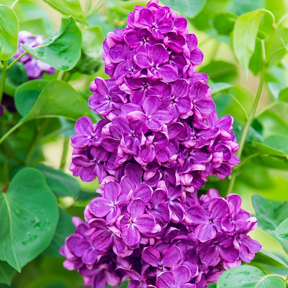 Yankee Doodle Lilacs For Sale Online The Tree Center Yankee Doodle Lilacs For Sale Online The Tree Center