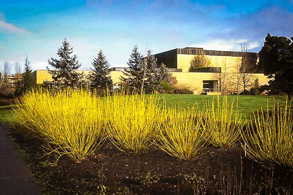 Image of Yellow Dogwood in a Landscape