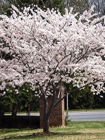 Yoshino Cherry Tree In Bloom