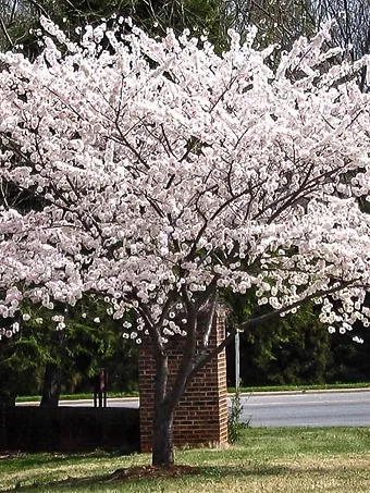 Yoshino Cherry Tree In Bloom