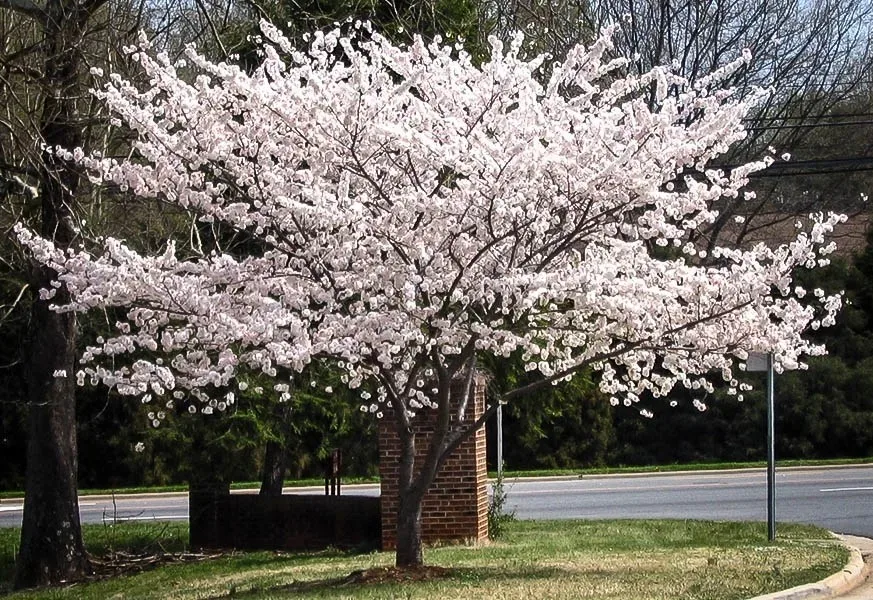 Yoshino Cherry For Sale | The Center