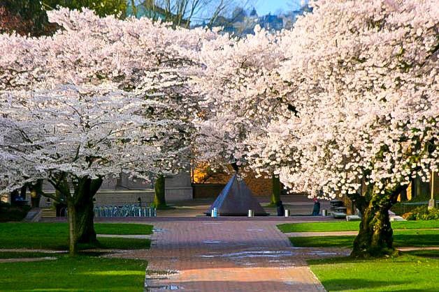 Yoshino Cherry For Sale The Tree Center Yoshino Cherry For Sale The Tree Center