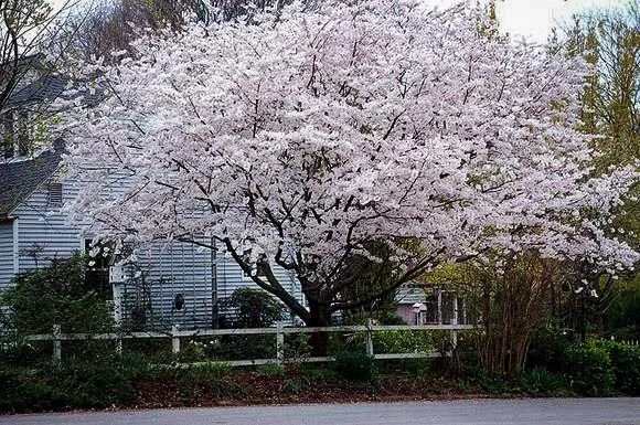 Yoshino Cherry Tree In Front Yard