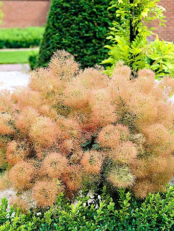 Young Lady Pink Smoke Tree