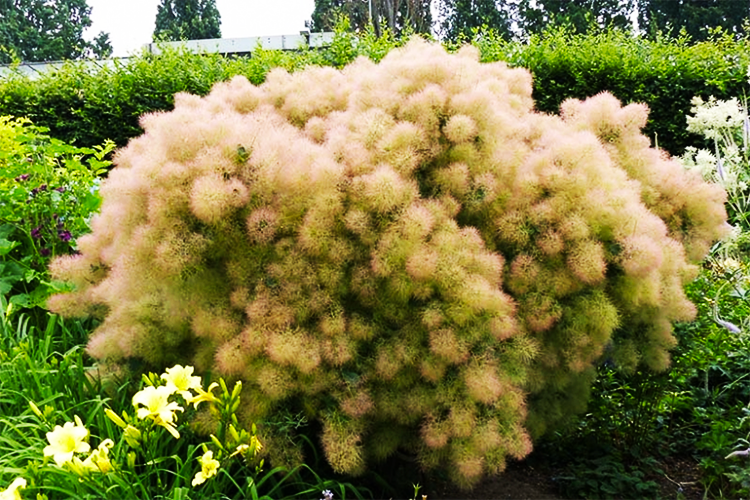 Young Lady Pink Smoketree For Sale Online | The Tree Center
