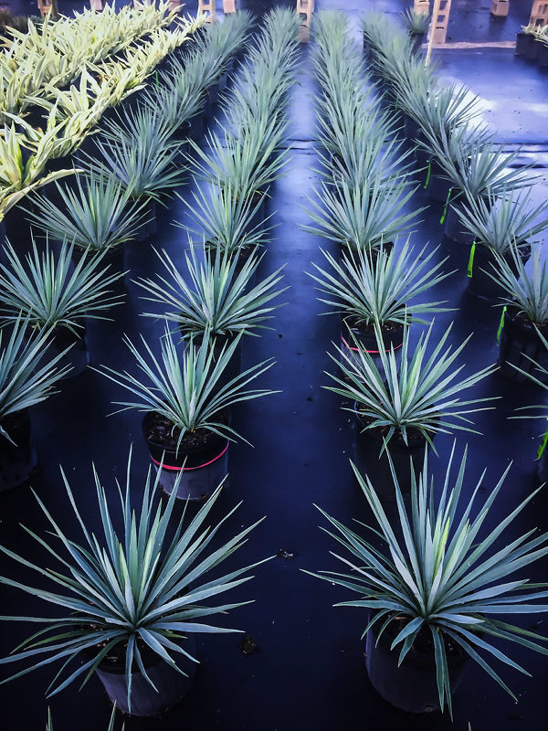 Blue Sentry Yucca Plants For Sale The Tree Center