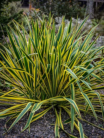 Bright Edge Yucca