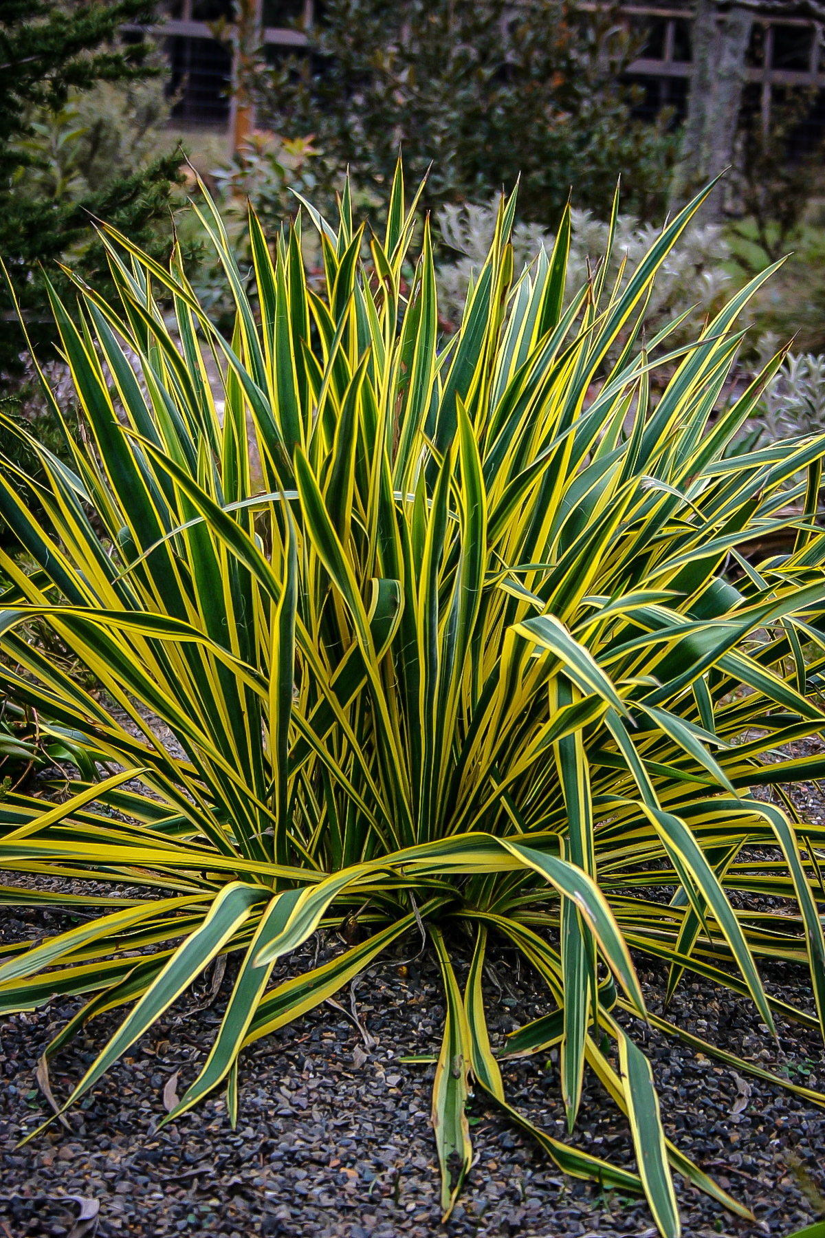 Bright Edge Yucca Plants For Sale The Tree Center