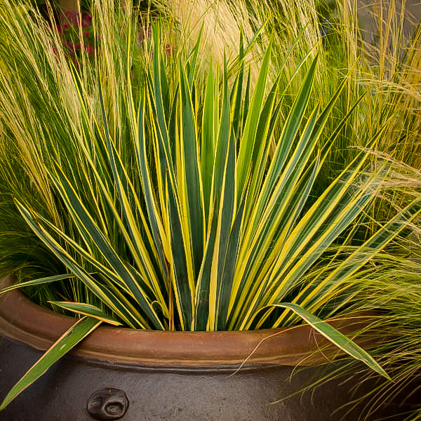 Bright Edge Yucca Plants For Sale The Tree Center