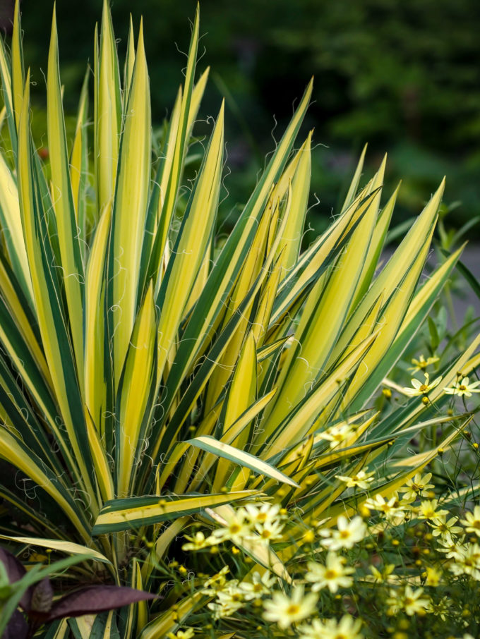 Yucca Plants For Sale Buy Yucca Shrubs Online The Tree Center
