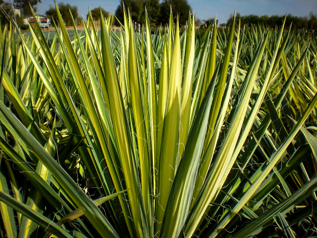 Golden Sword Yucca Plants For Sale Online The Tree Center