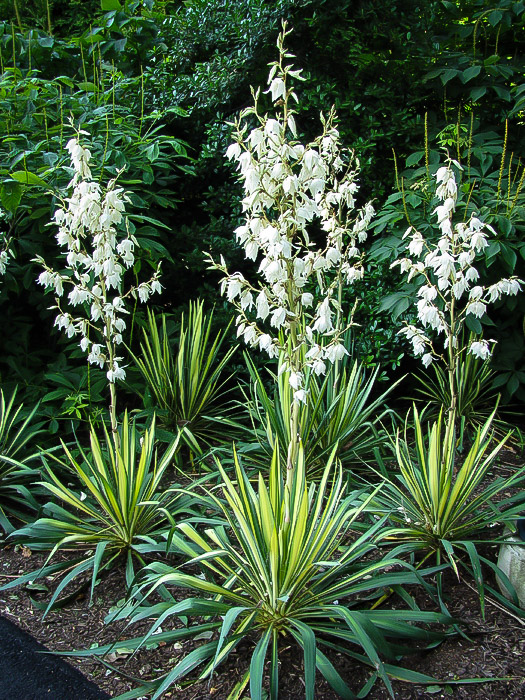 Golden Sword Yucca Plants For Sale Online The Tree Center