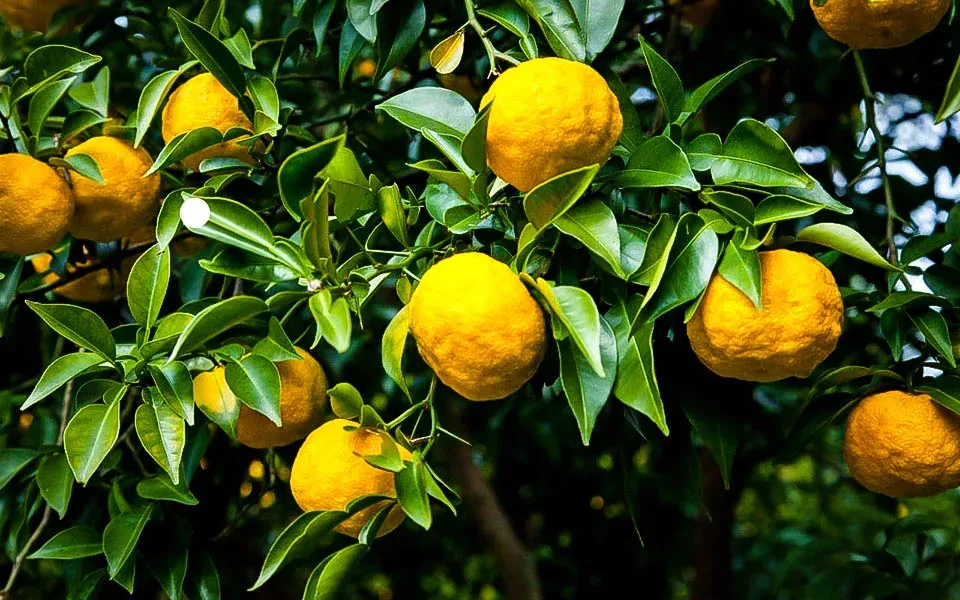 Yuzo Citron Trees For Sale Online