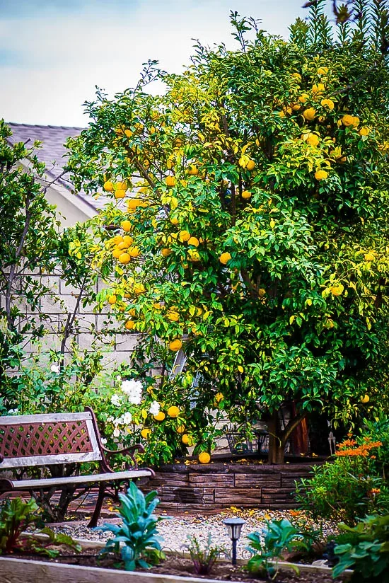 Yuzu tree, grow the citrus that can survive cold winters