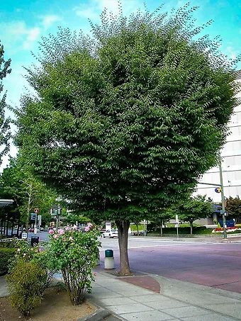 Zelkova Tree
