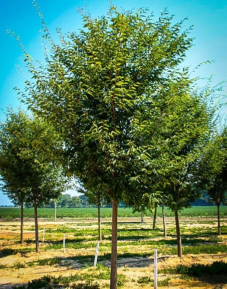 Young Green Vase Zelkova Tree