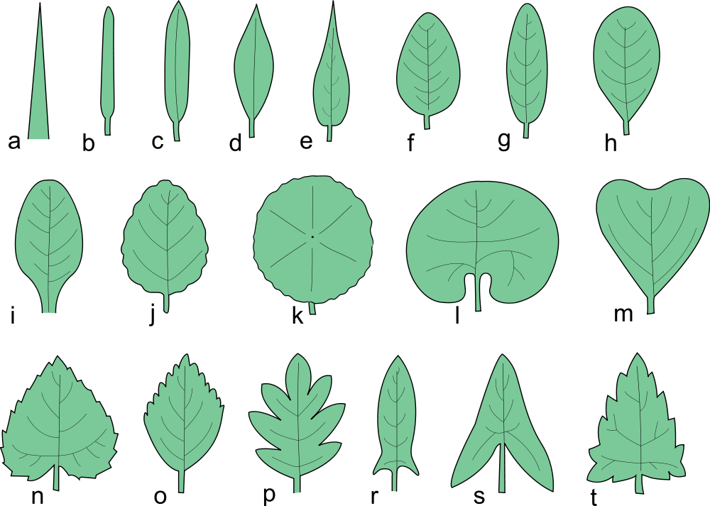 Types of Leaves - Common Leaves on Trees and Plants | The Tree Center