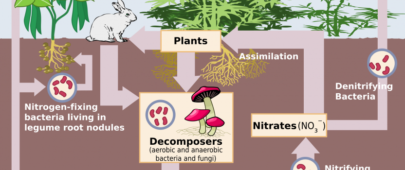What is Nitrogen Fixation | The Tree Center™ rock cycle diagram to label 