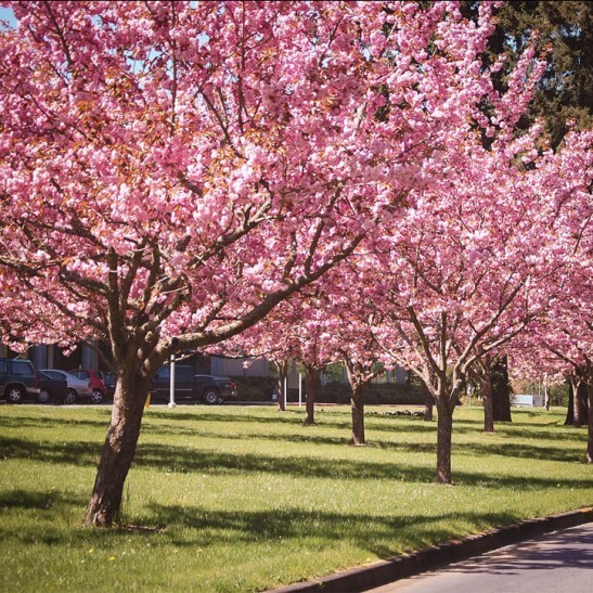 Kwanzan Cherry For Sale Online The Tree Center