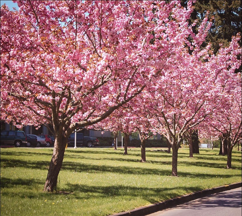 Kwanzan Cherry For Sale Online | The Tree Center