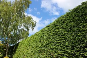 Leyland Cypress Hedged