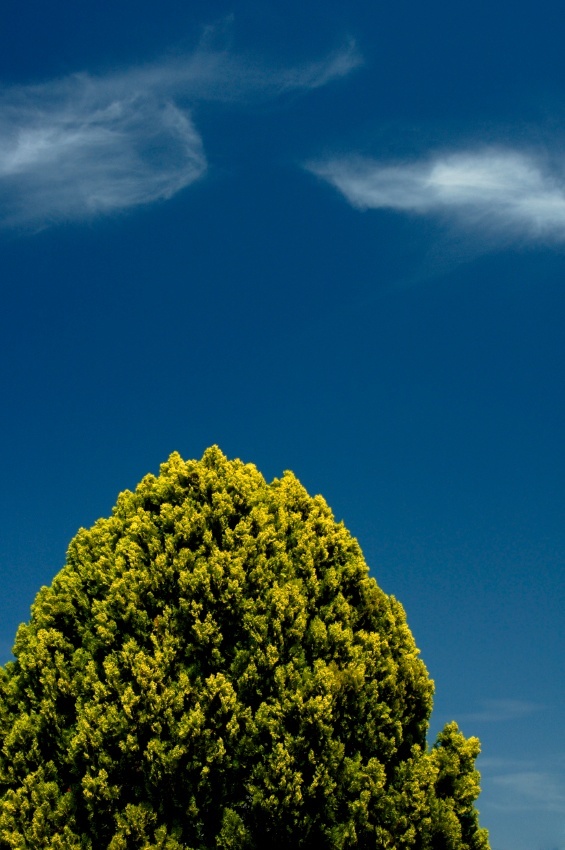 Single Leyland Cypress