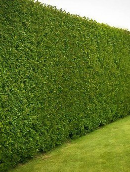 Sky Pencil Holly The Tree Center American Holly