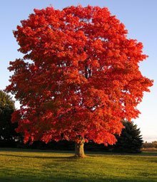 american-maple