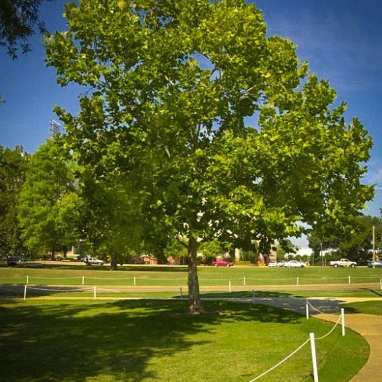 American Sycamore For Sale | The Tree Center™