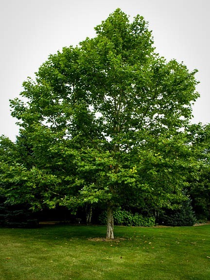 american sycamore 2