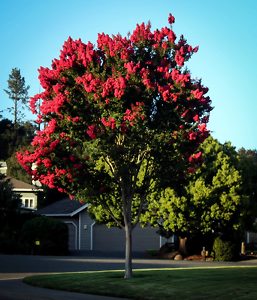 Arapaho Crape Myrtle in Bloom