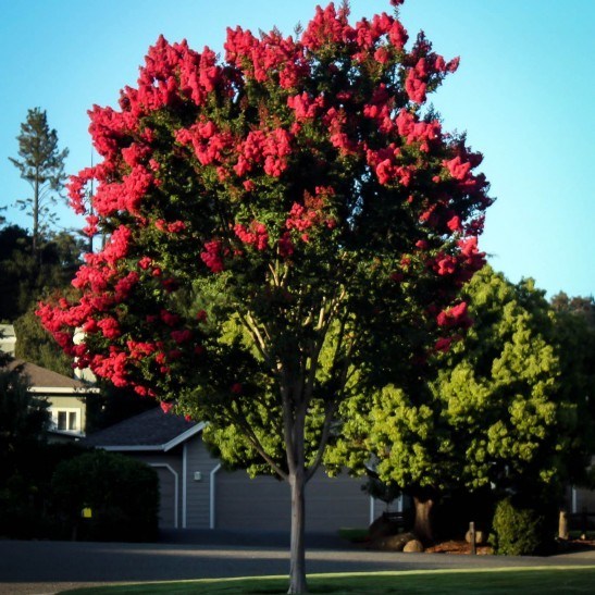 Price Of Large Japanese Maple
