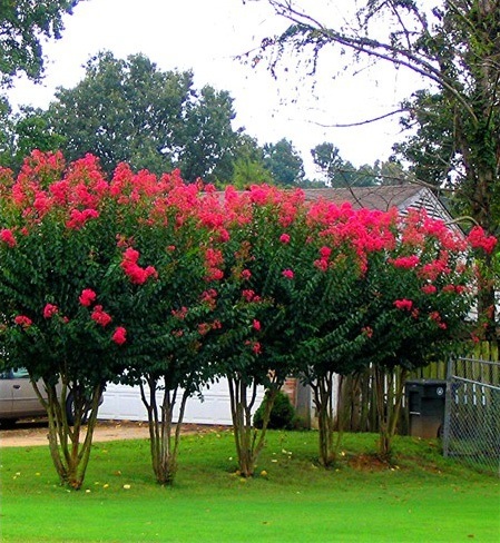 arapaho crape myrtle 2